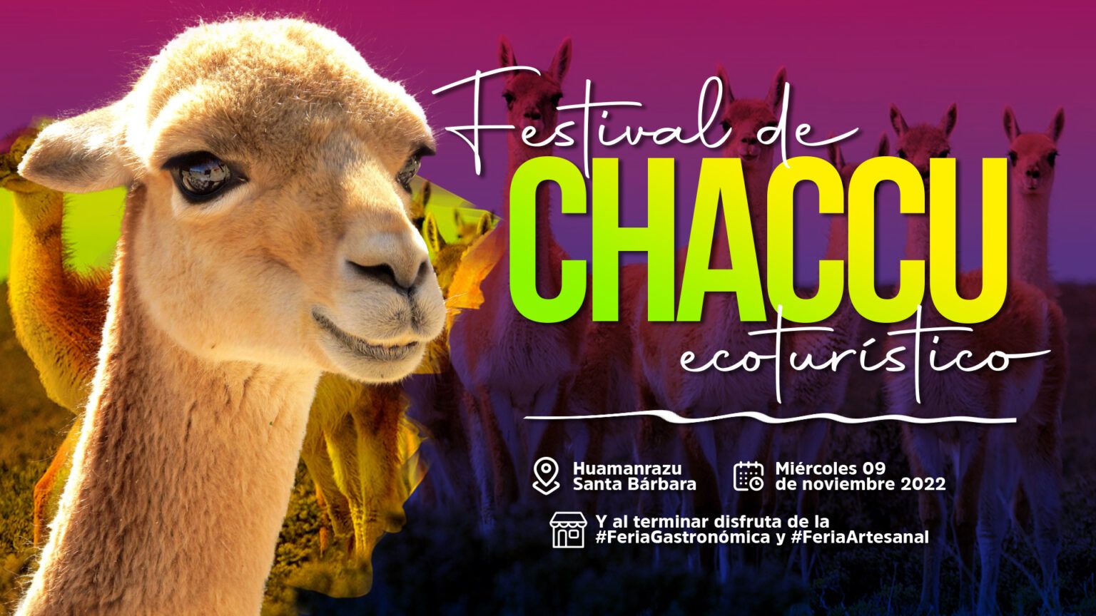 ExperienciasConee_Chaccu-de-Vicuñas